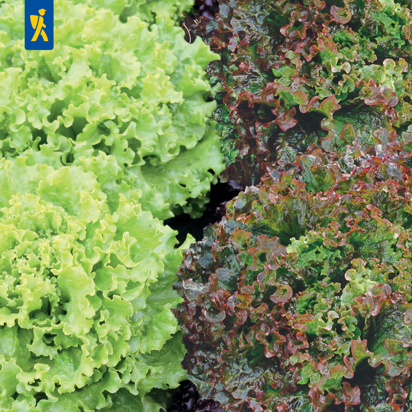 Grüner und roter Blattsalat wachsen nebeneinander in Reihen.