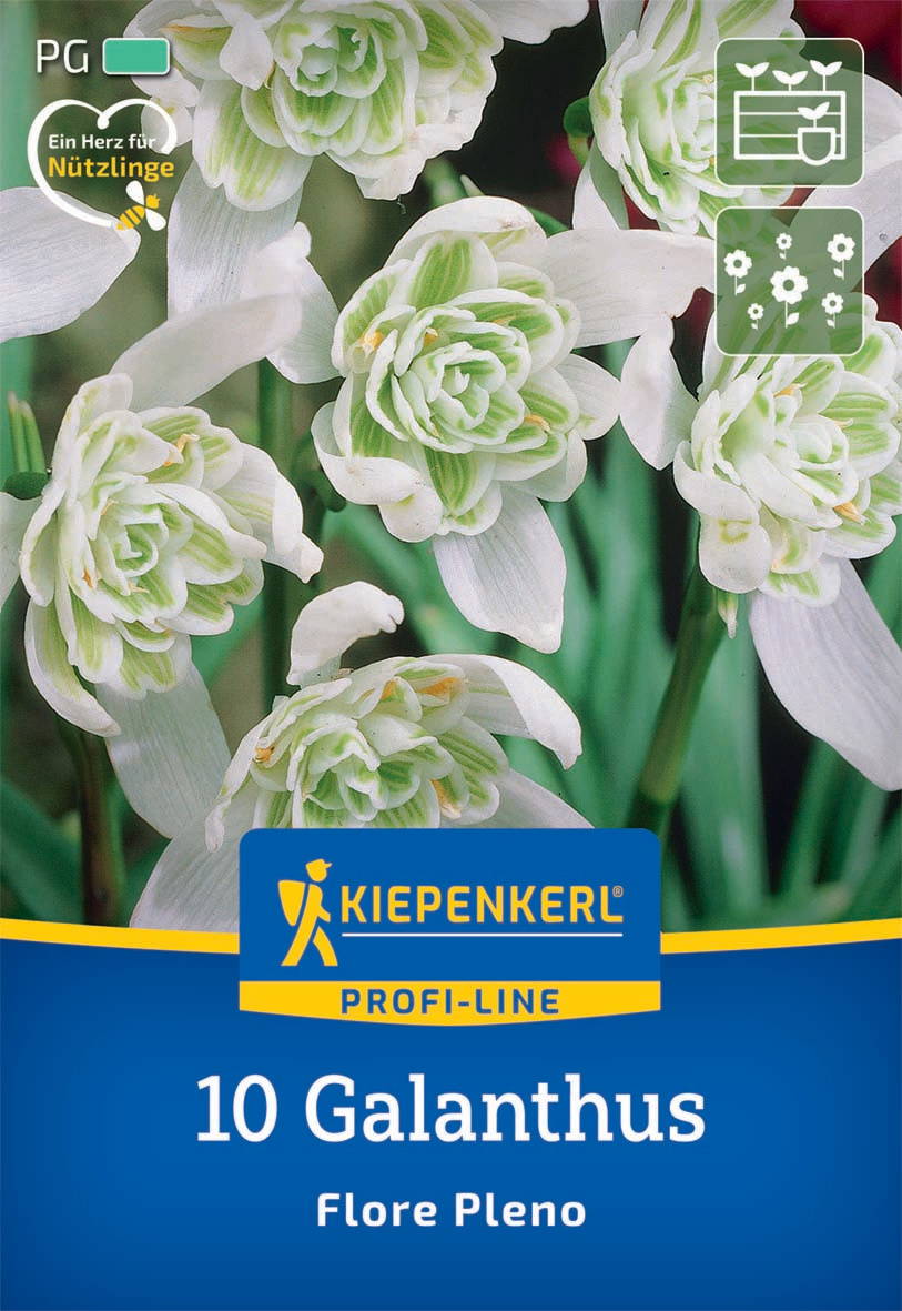Weiß-grüne, geschlossene Galanthus-Blüten mit dicken, grünen Streifen auf den inneren Blütenblättern.