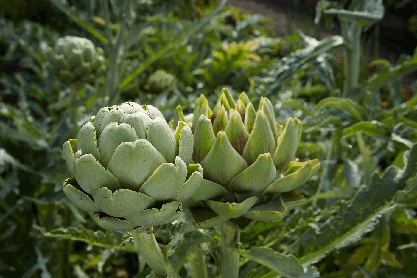 Zwei grüne Artischocken auf einem Feld, umgeben von grünen Blättern.