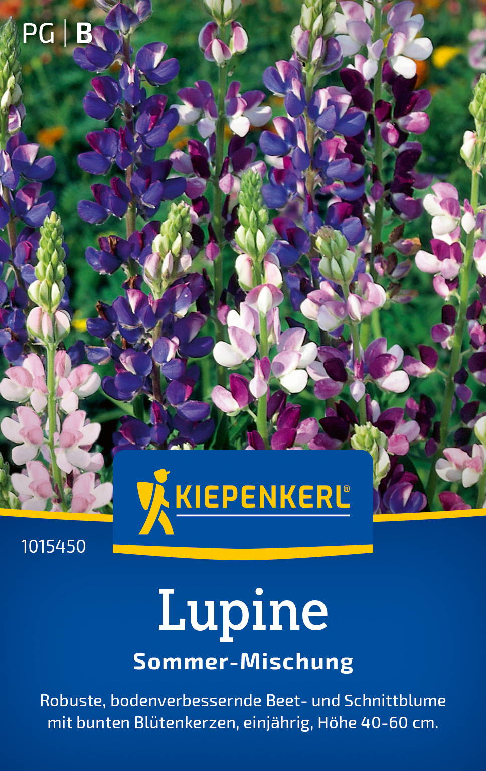 Bunte lupinenblüten in Pink, Lila und Weiß auf grünem Hintergrund, Pflanzen für den Garten.