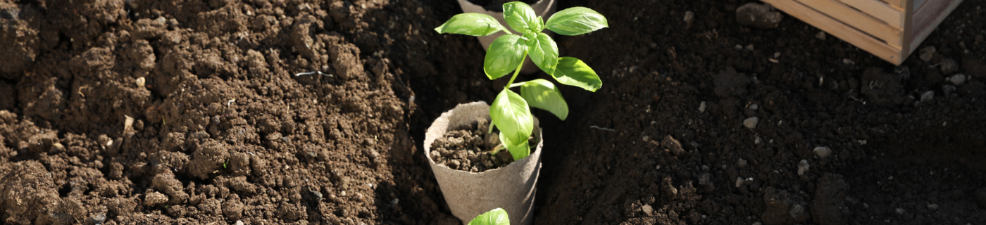 Kräutertopf mit grüner Pflanze auf Erde, umgeben von Erde und Holz, im Hintergrund.