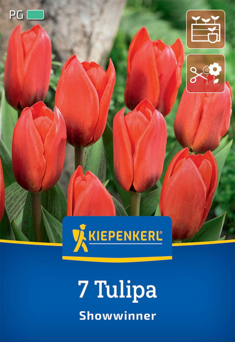 Rote Tulpen vor Baumstamm und grünem Hintergrund, Verpackung mit Kiepenkerl-Logo und Text "7 Tulipa Showwinner".