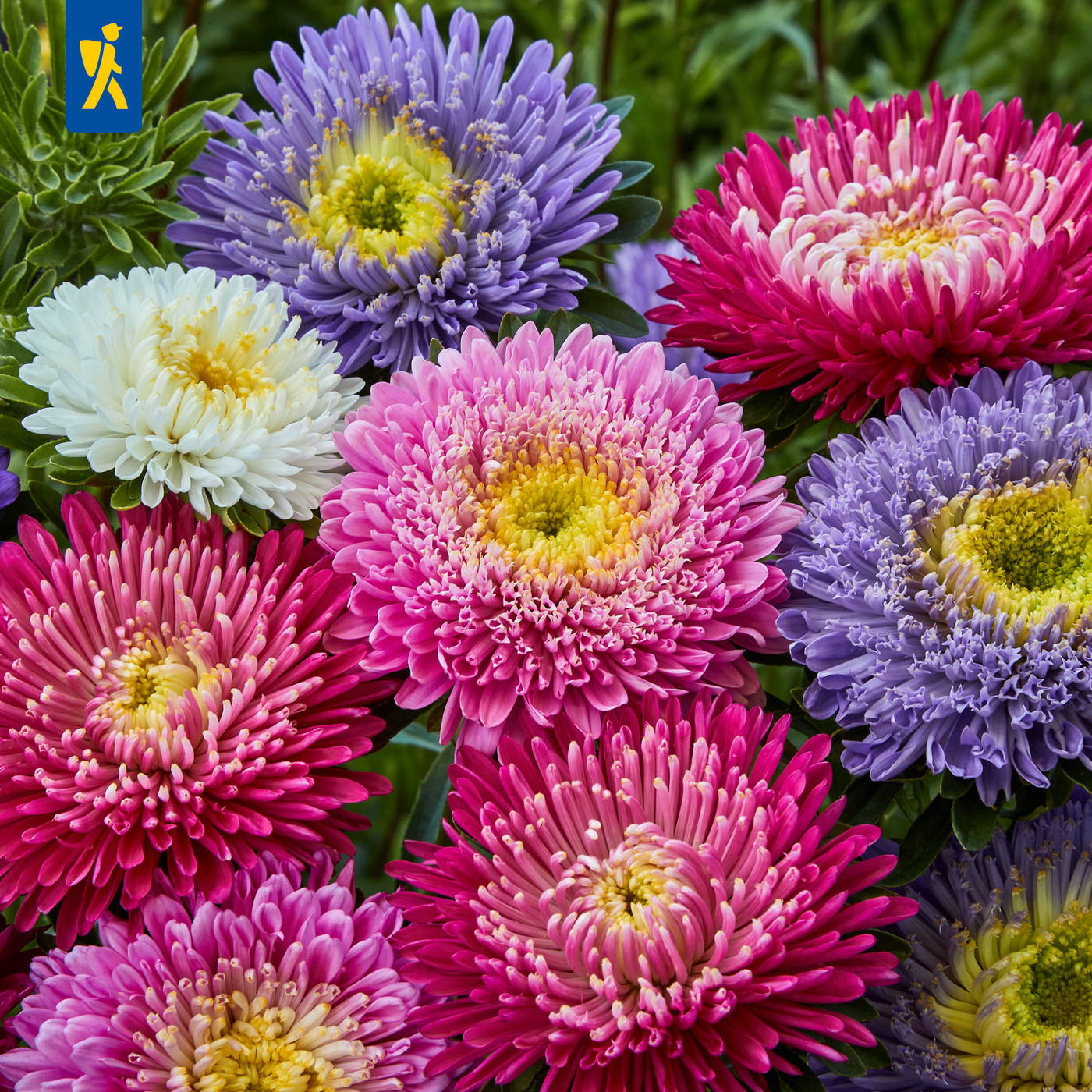 Bunte Chrysanthemen in Pink, Weiß, Lila und Rot in Nahaufnahme.