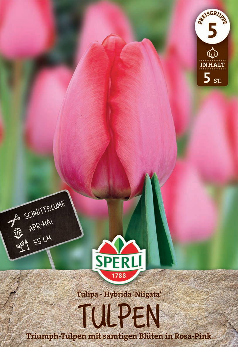 Pinktaube Tulpe in rundem Topf mit grüner Hülse, im Hintergrund weitere Tulpen