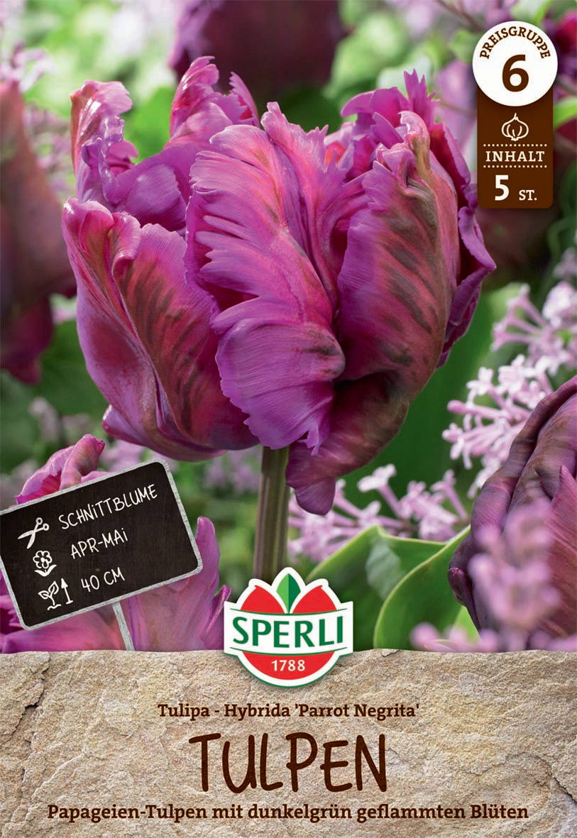Papageien-Tulpe mit dunkelgrün geflammten Blüten, Größe 40 cm, April bis Mai, 5 Stück.