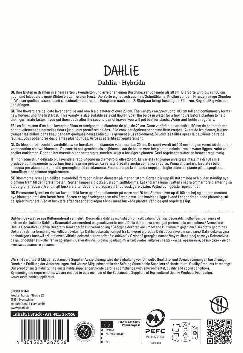 Text discussing the cultivation, characteristics, and care of lavender Dahlia hybrid flowers, in multiple languages.