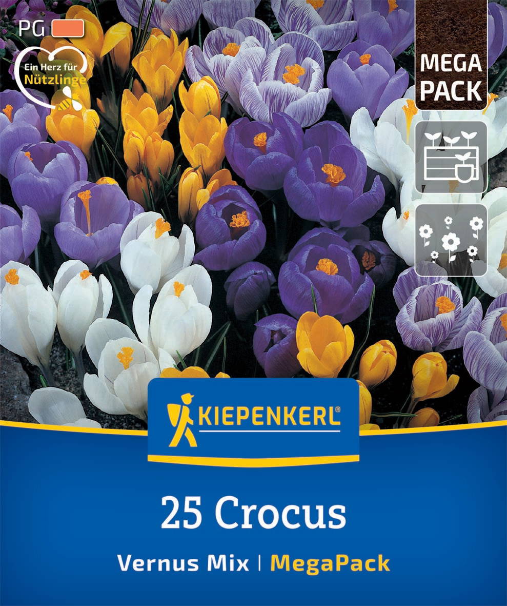 Verschiedene bunte Krokusblumen in Weiß, Lila und Gelb im Boden.