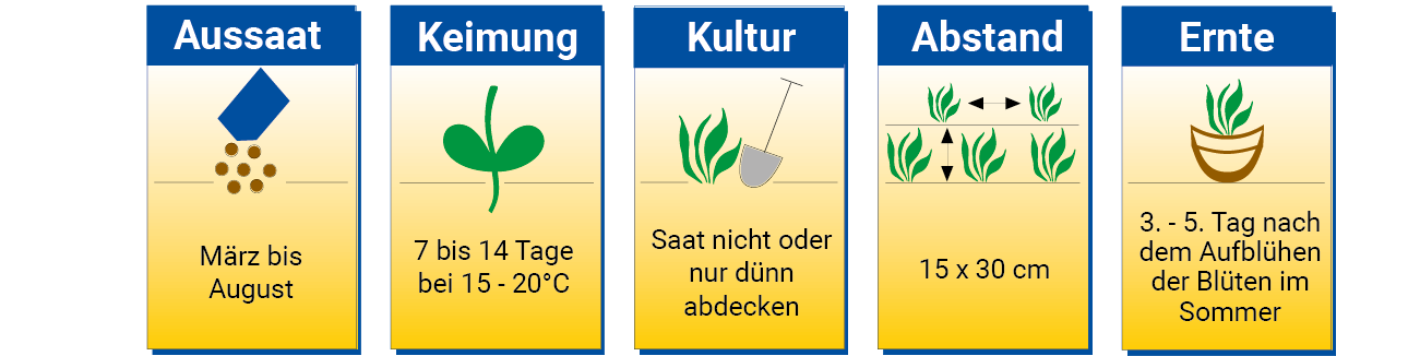 Zeichnungen und Texte zur Aussaat, Keimung, Kultur, Abstand und Ernte von Pflanzen