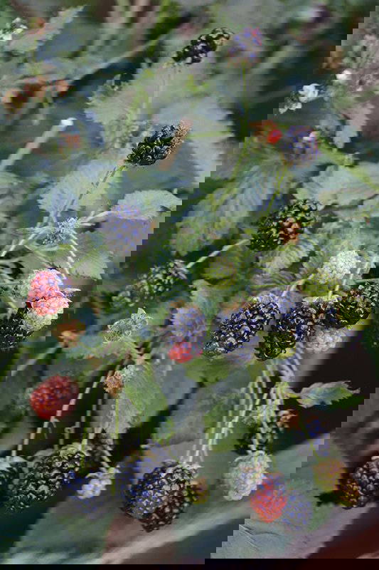 Brombeeren an einem Strauch mit grünen Blättern, einige schwarz, rot und grüne Früchte.