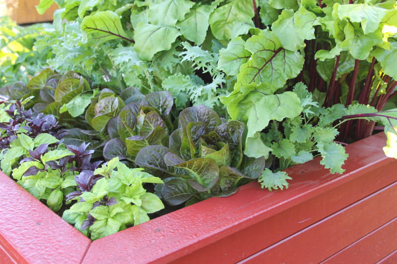 Blumenbeet mit grünem und buntem Blattgemüse in rotem Holzbeet.