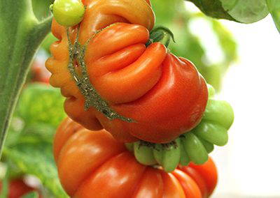 Große, untypisch geformte Tomate an Pflanze, umgeben von grünen Pflanzenteilen
