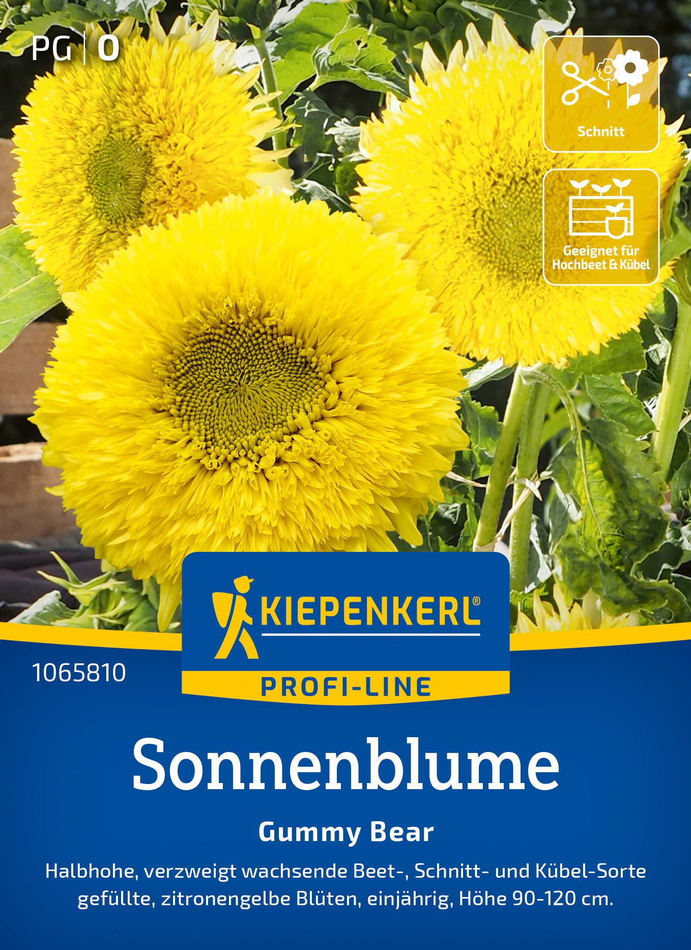 Sonnenblume Gummy Bear, gelbe Blüte, höhe 90 bis 120 cm, für Hochbeete und Kübel geeignet