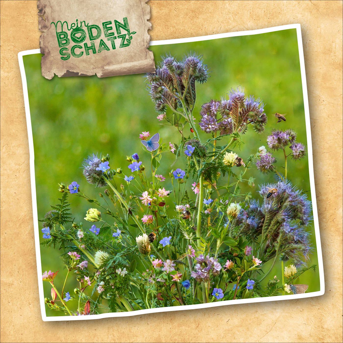 Bunter Blumenstrauß mit blauen, pinken, weißen und lila Blüten, Bienen und Schmetterlinge fliegen umher.