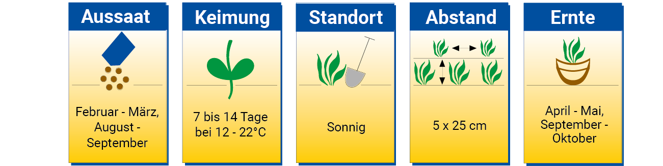 Anleitung für Aussaat und Pflege von Schnittblumen, Zeitraum, Standort, Abstand, Ernte