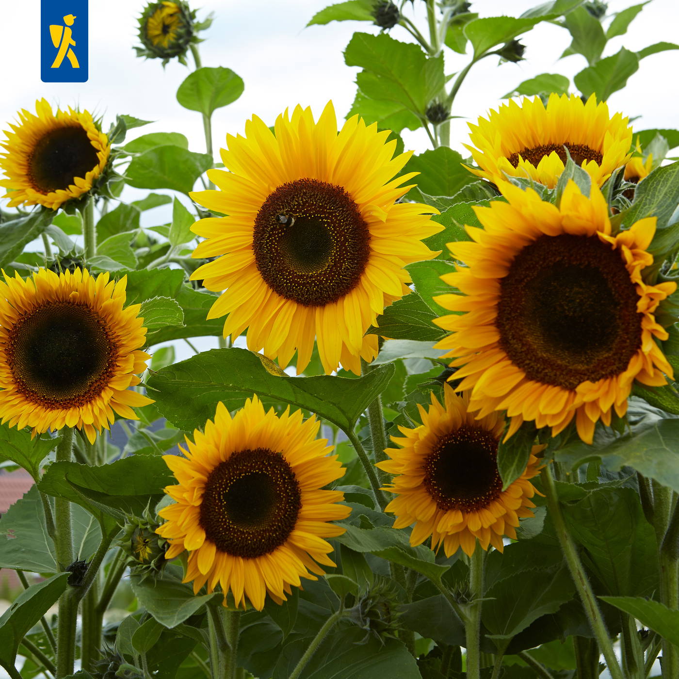Sonnenblumen mit gelben Blüten und grünen Blättern, mehrere Blütenköpfe, eine Biene auf einer Blume.