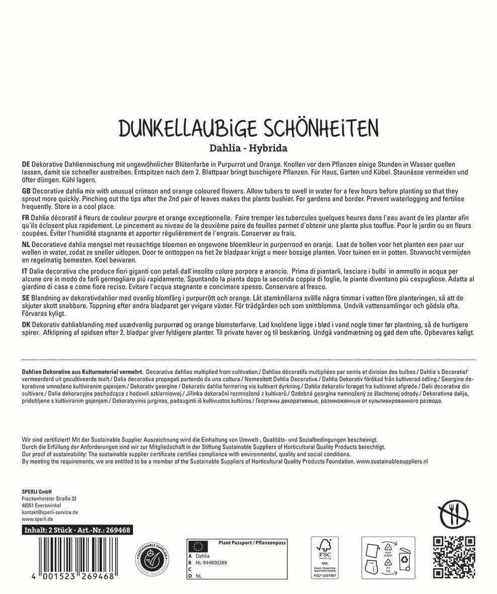 Text in multiple languages describing dark purple and orange flowering dahlias for garden planting.