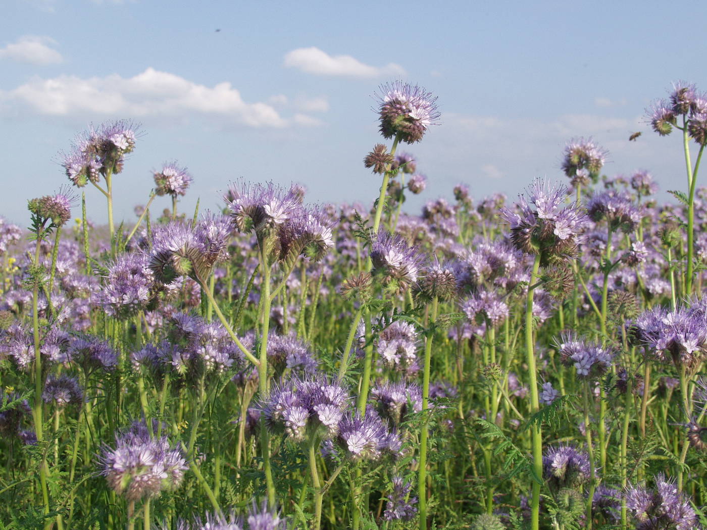 Brennnesselblumen mit lila Blüten, grüne Stängel und Blätter, blauer Himmel mit Wolken im Hintergrund