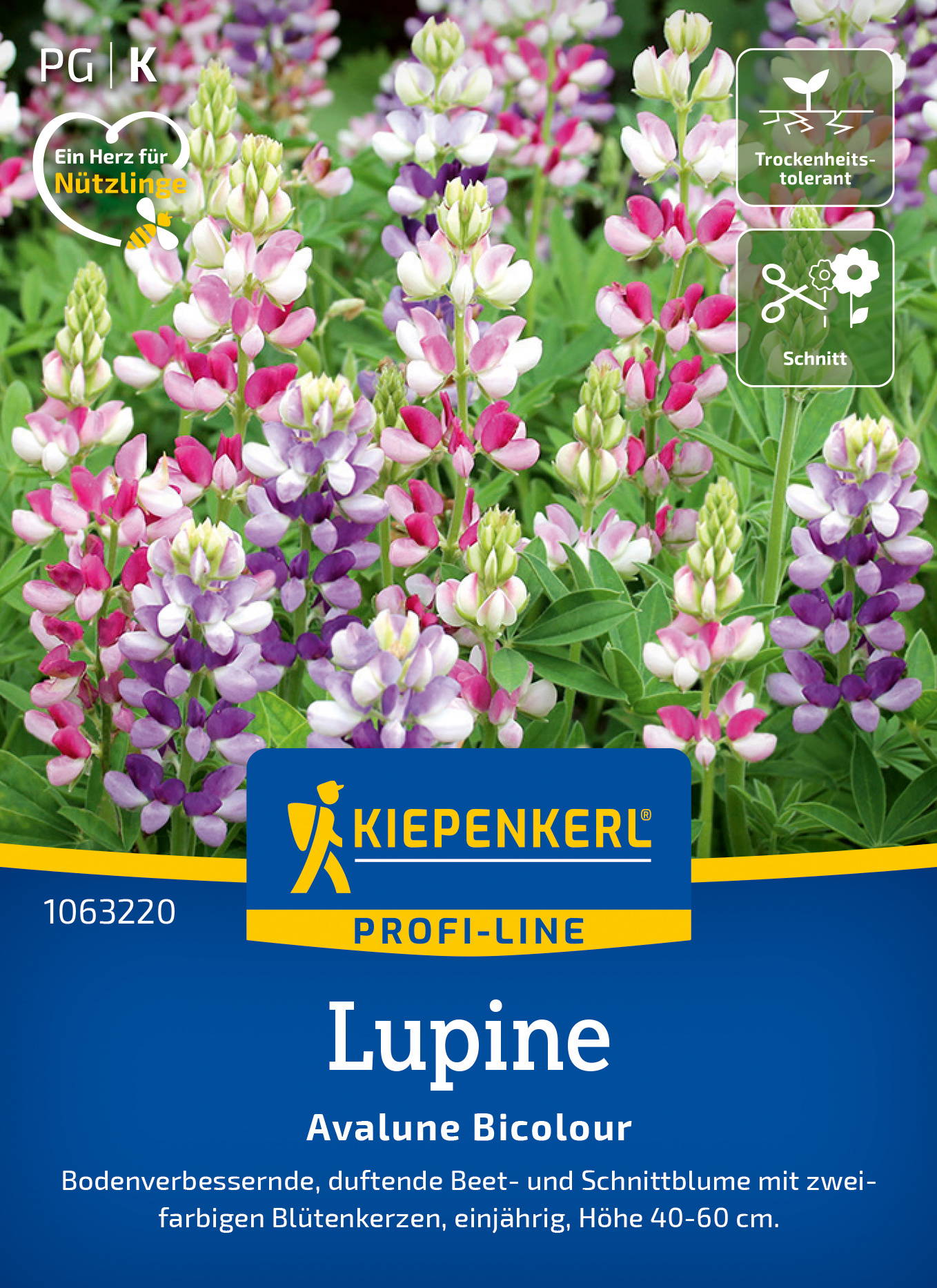Bunte lupinen mit zweifarbigen Blüten in pink, violett und weiß vor grünen Blättern.
