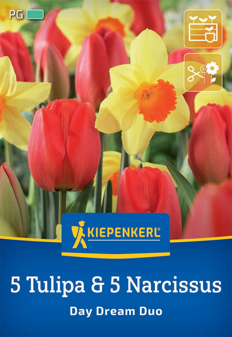Gelbe Narzissblume und rote Tulpen vor grünem Hintergrund.