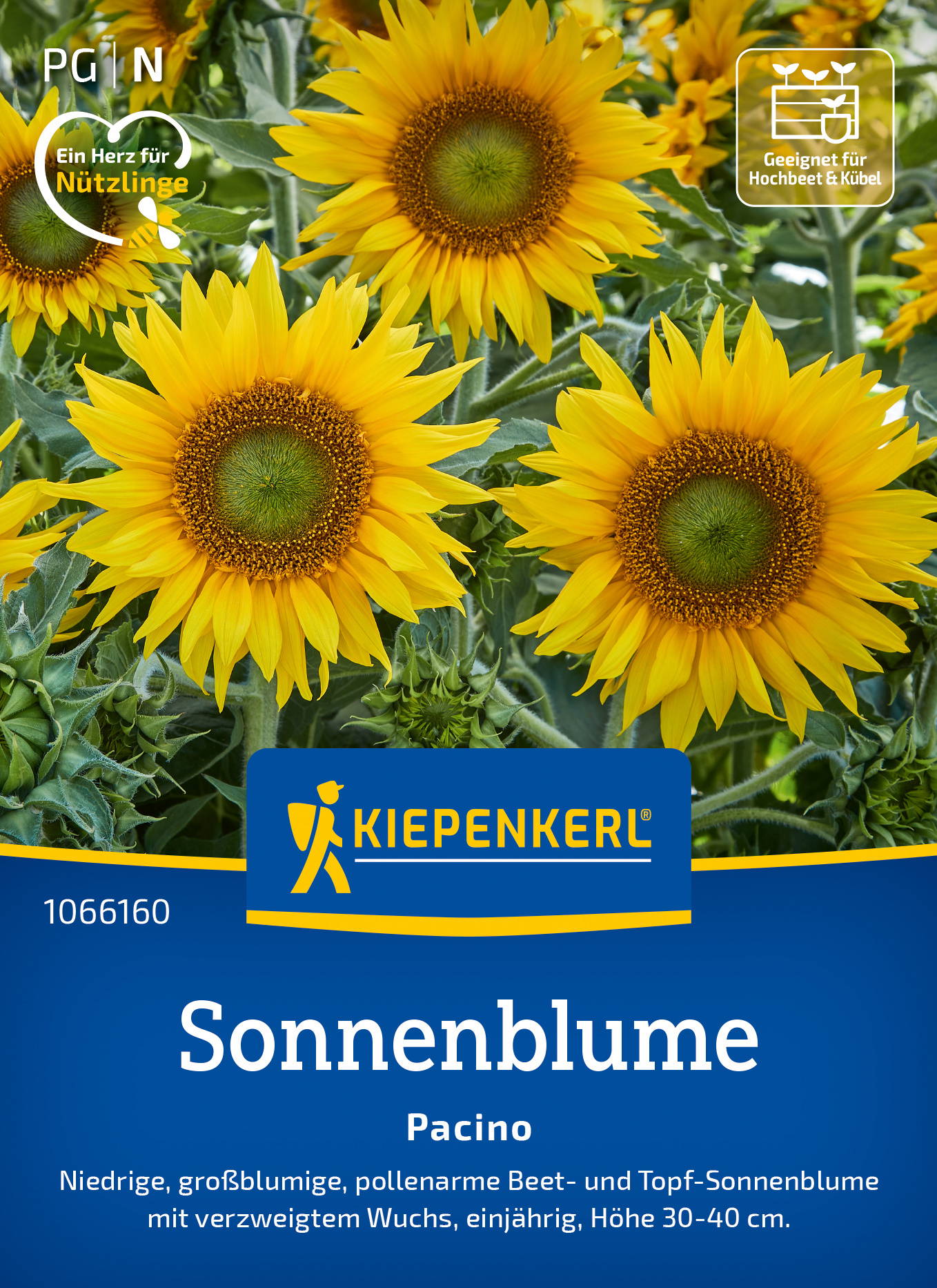 Gelbe Sonnenblumen mit grünen Zentren und langen Blättern auf einem blauen Hintergrund.