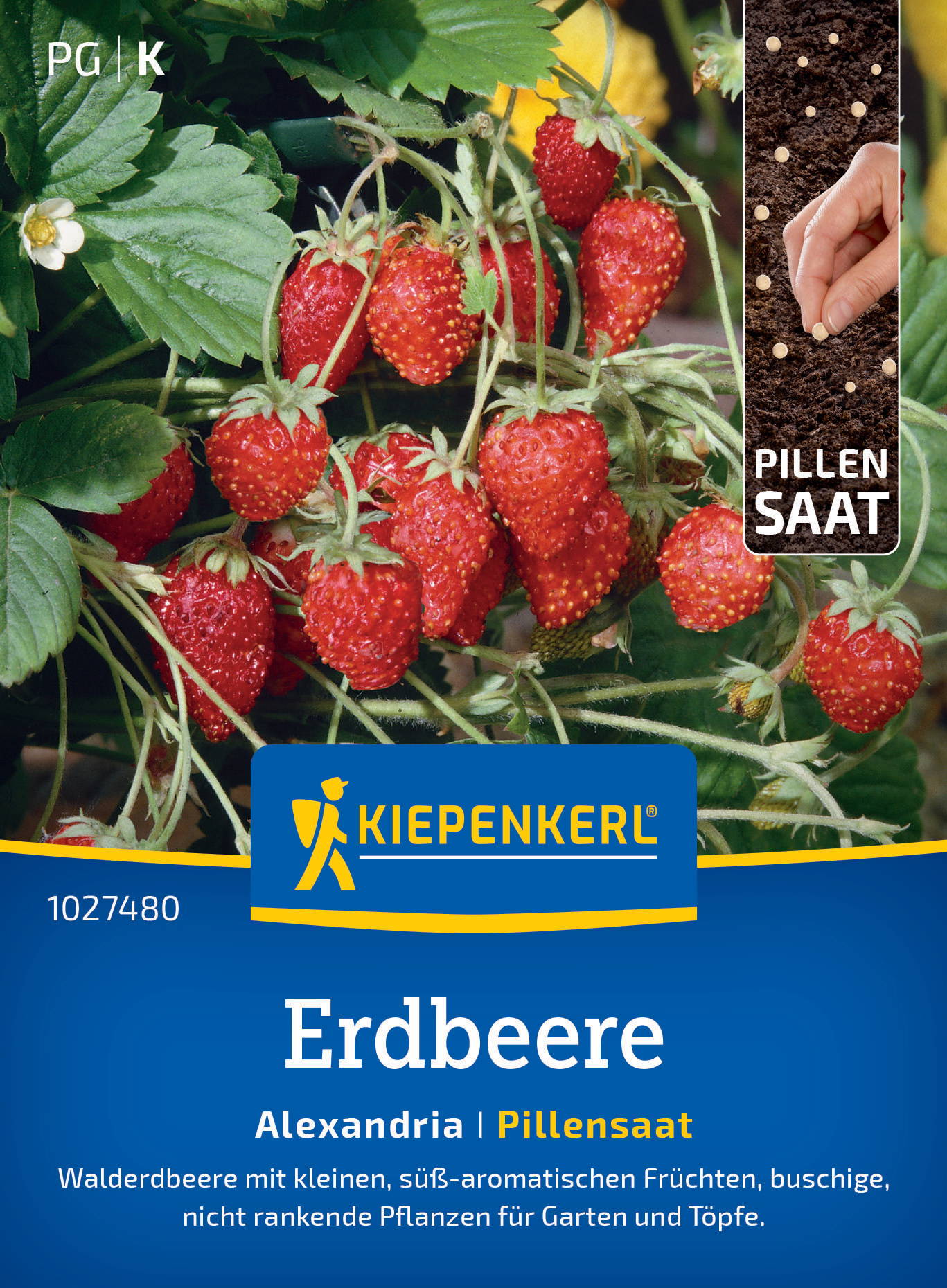 Reife rote Erdbeeren hängen an grünen Pflanzen mit großen Blättern.