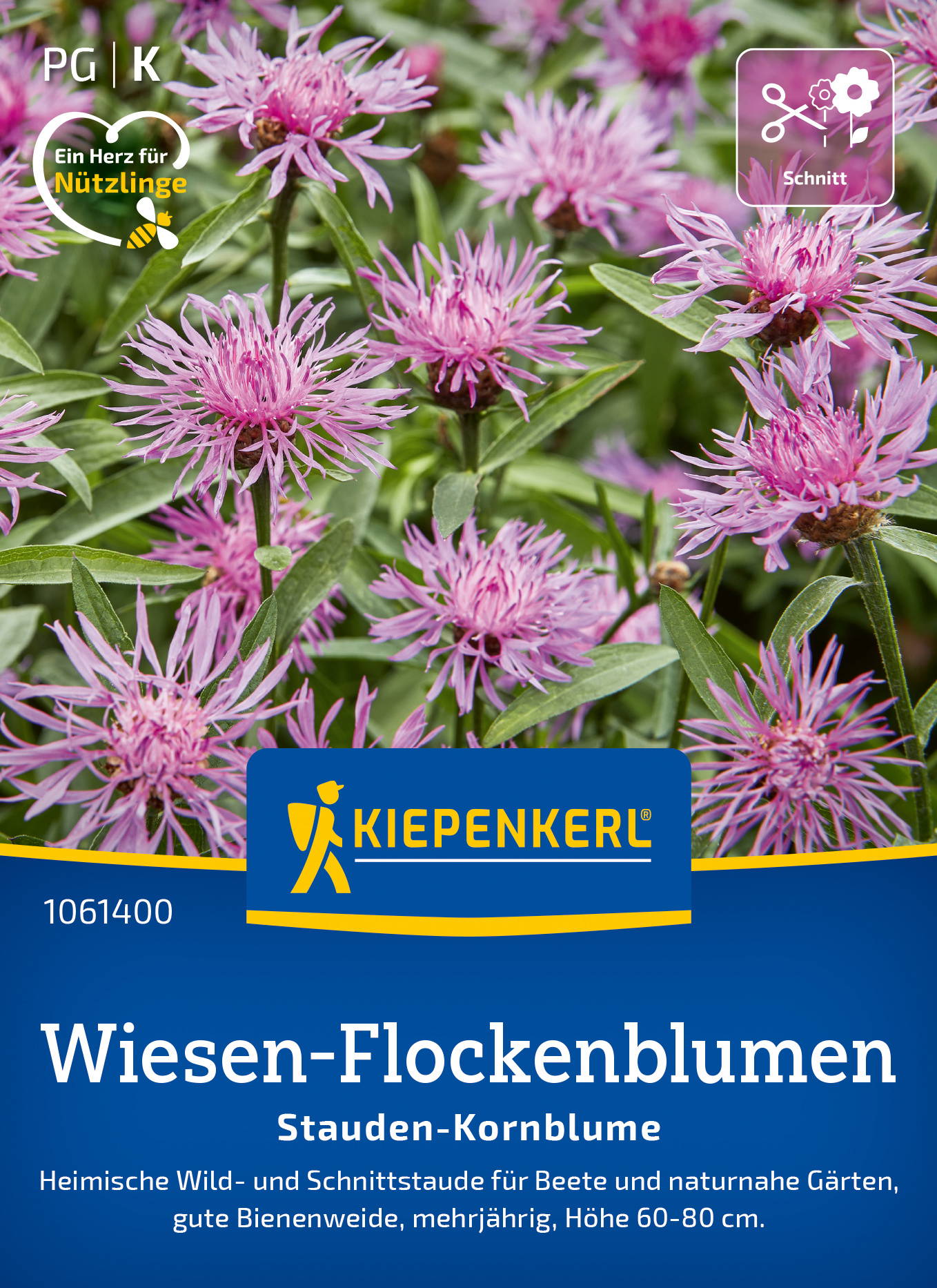 Pink blühende Wiesen-Flockenblumen mit grünen Blättern, Kiepenkerl-Mix.
