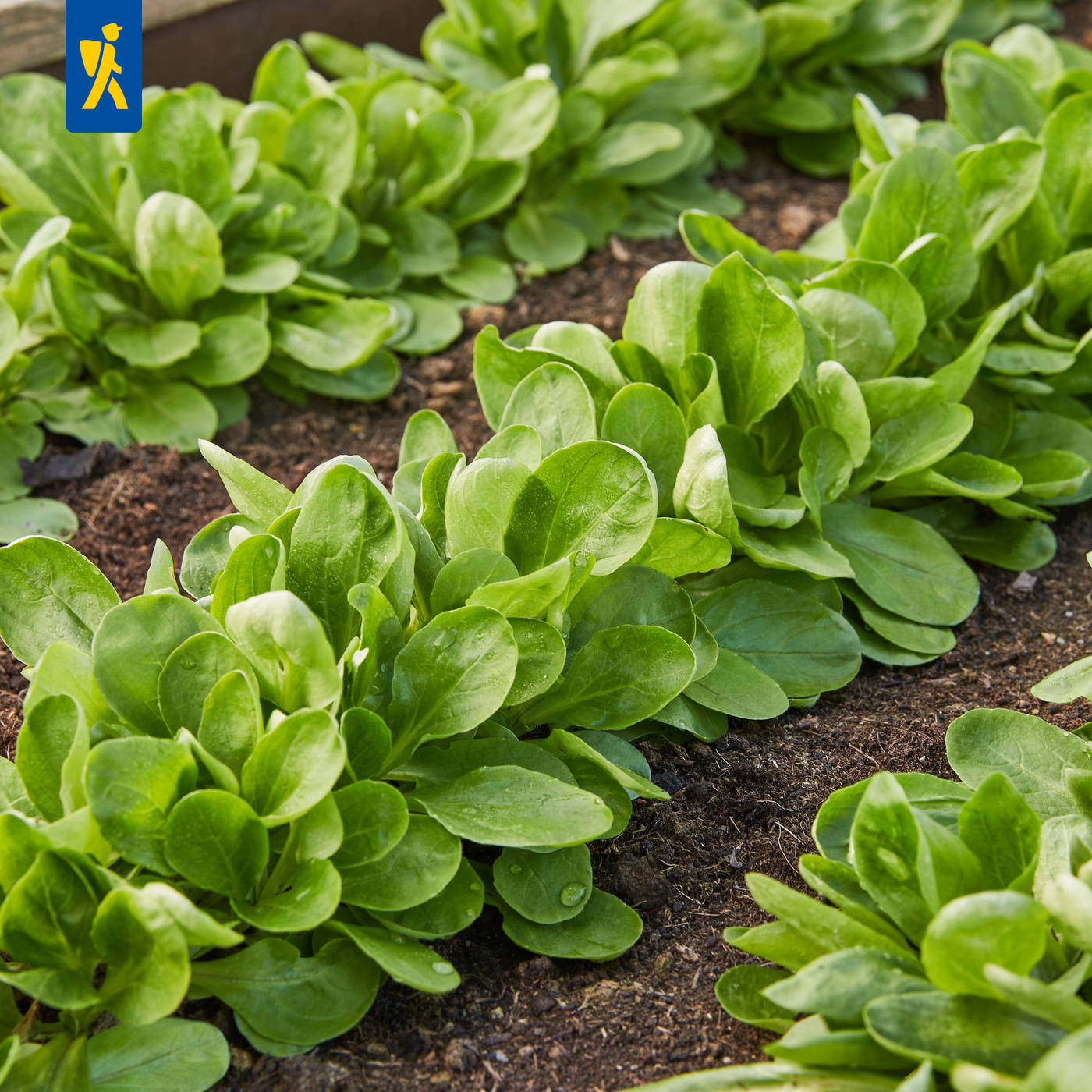 Grüne Salatpflanzen wachsen in Reihen im Gartenboden.