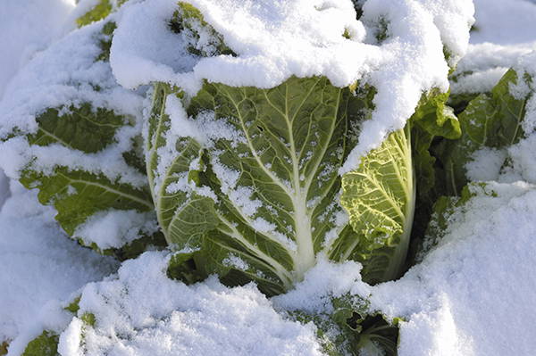 Kohlkopf im Schnee, grüne Blätter, bedeckt mit Schnee, winterliche Gartenszene