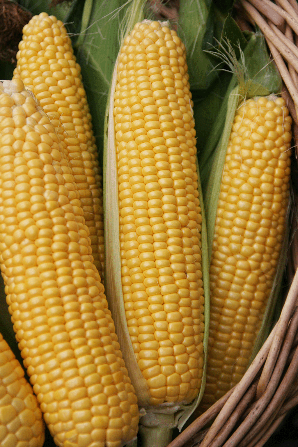 Vier gelbe Maiskolben mit grünen Blättern und einer braunen Weide im Korb.