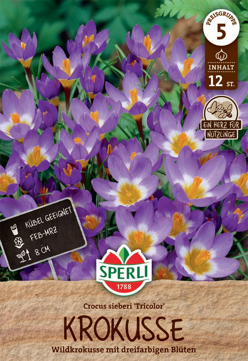 Bunte Krokusse mit gelben und lilafarbenen Blüten auf grüner Wiese.