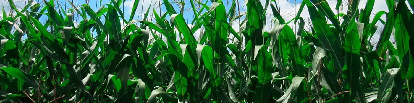 Grüner Maisfeld mit Blauen Himmel im Hintergrund