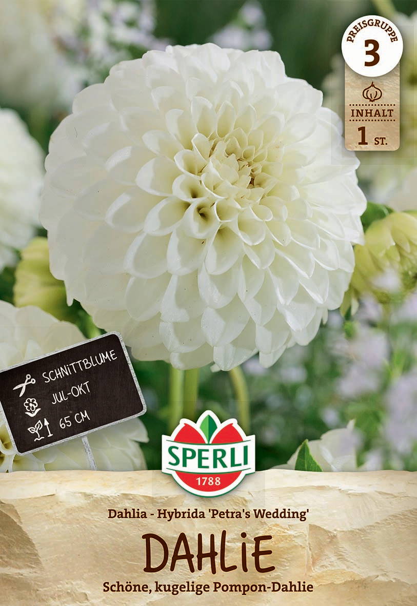 Weiße, kugelige Dahlie mit dichten Blütenblättern.