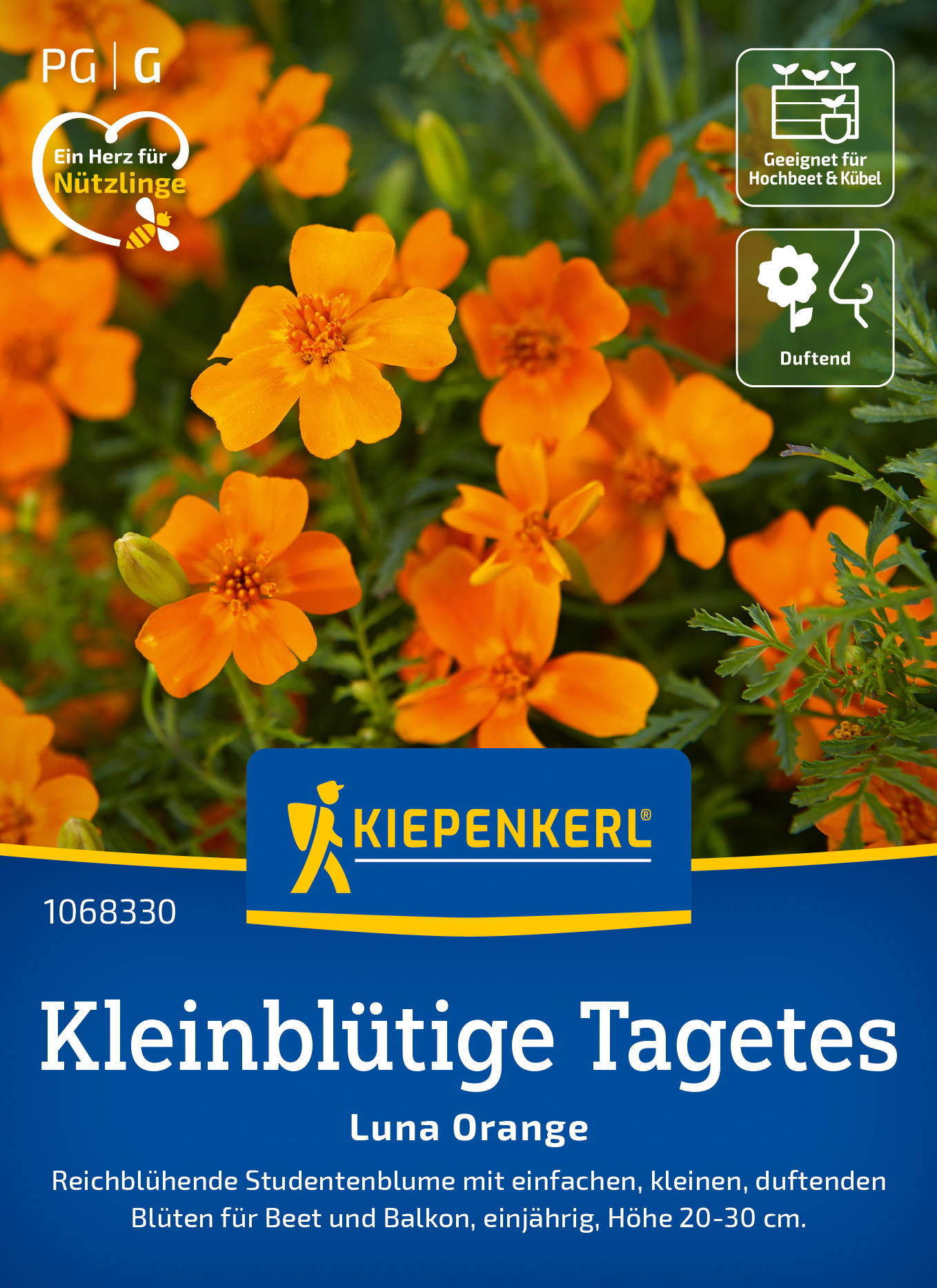 Kleinblütige Tagetessamen Luna Orange