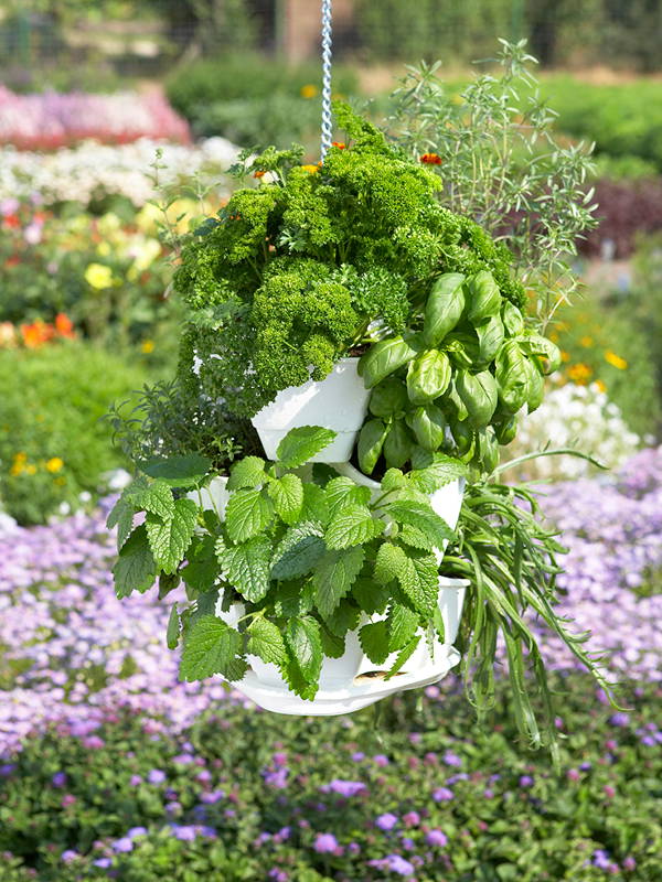 Hängende Pflanzenschale mit Grünkohl, Basilikum und andere Kräuter vor einer Blumenwiese