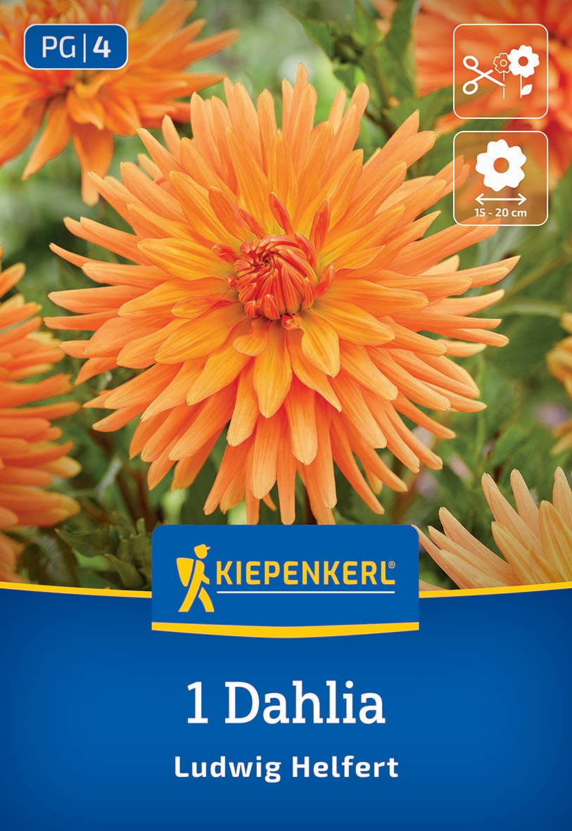 Orange Dahlie Blüte mit grünen Blättern im Hintergrund, KIEPENKERL-Logo und Pflegehinweise.