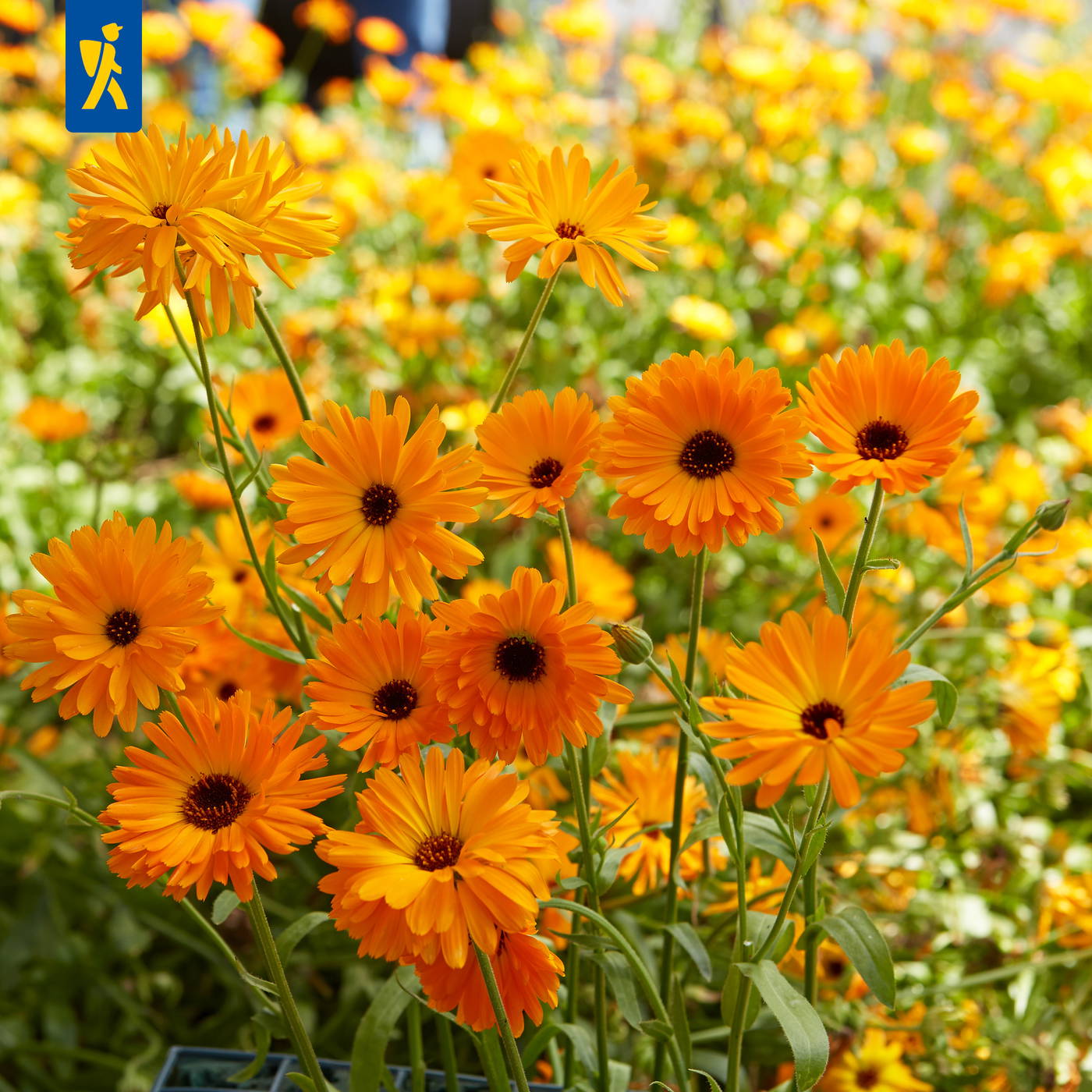 Orange Blüten auf grünen Stielen vor hellgrünem Hintergrund.