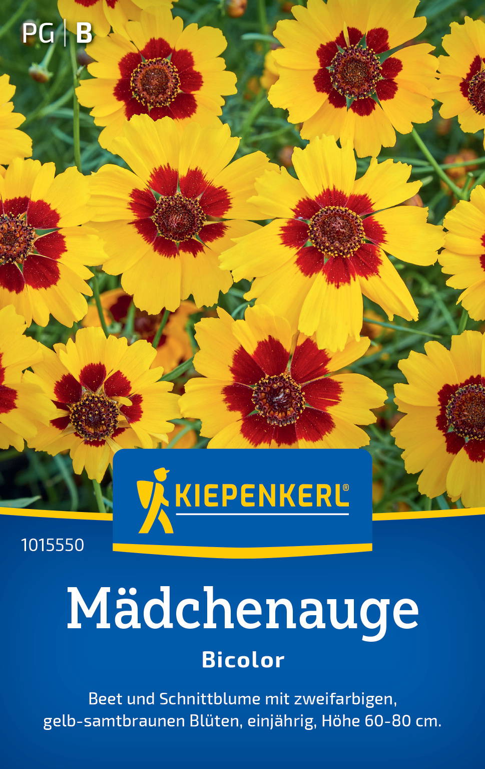 Gelbe und rot gefärbte Schnittblumen mit zweifarbigen Blüten, 60 bis 80 cm hoch.