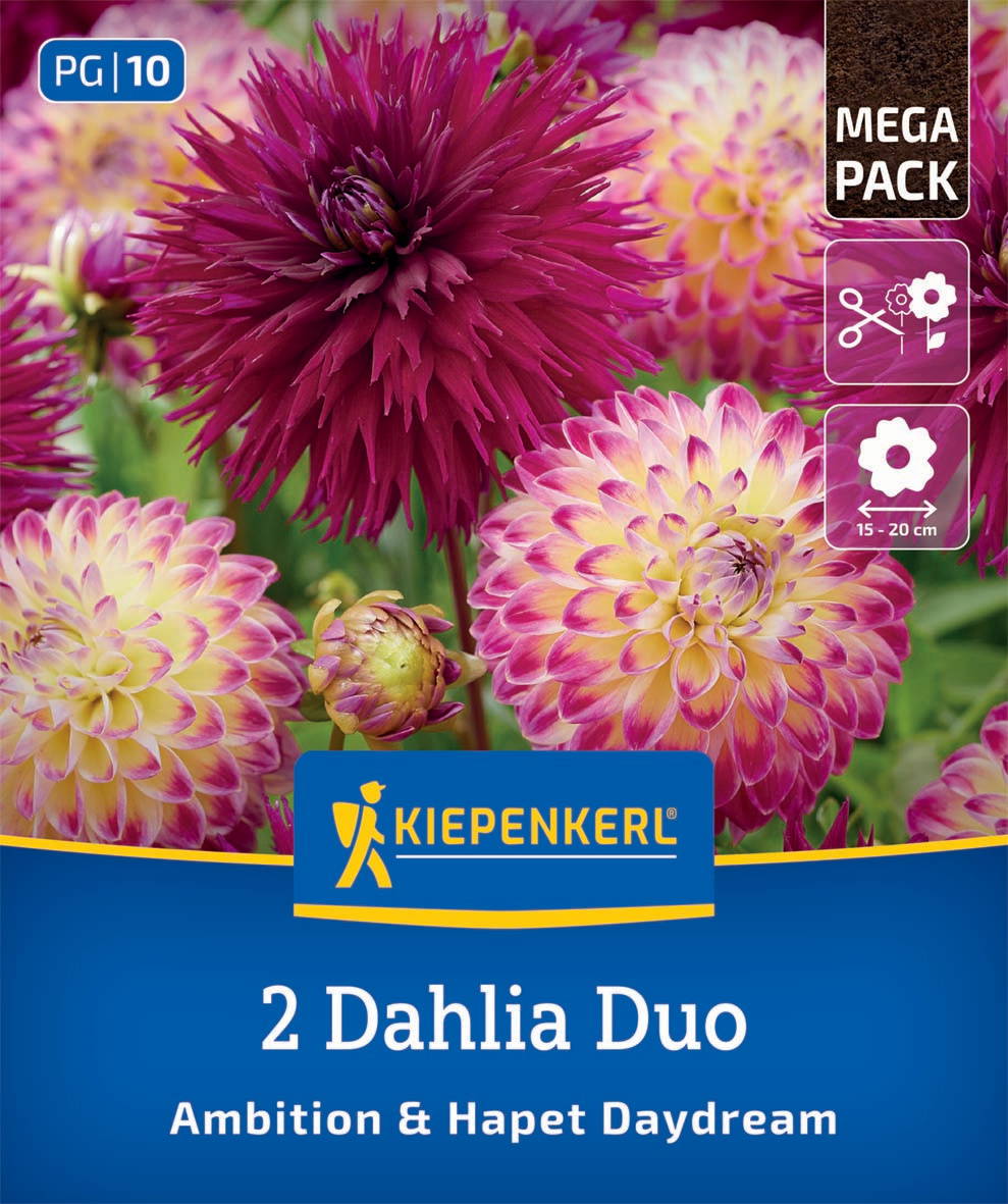 Bunte Dahlien mit gelben, rosa und lila Blüten, grüne Blätter im Hintergrund. Verpackung für Samen.