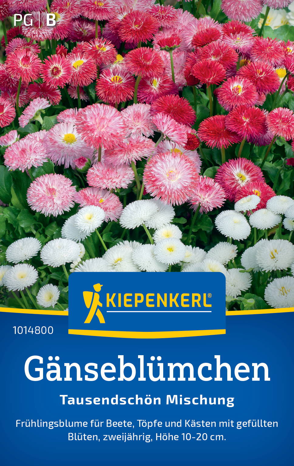 Bunte Gänseblümchen in Rot, Rosa und Weiß mit grünen Blättern.