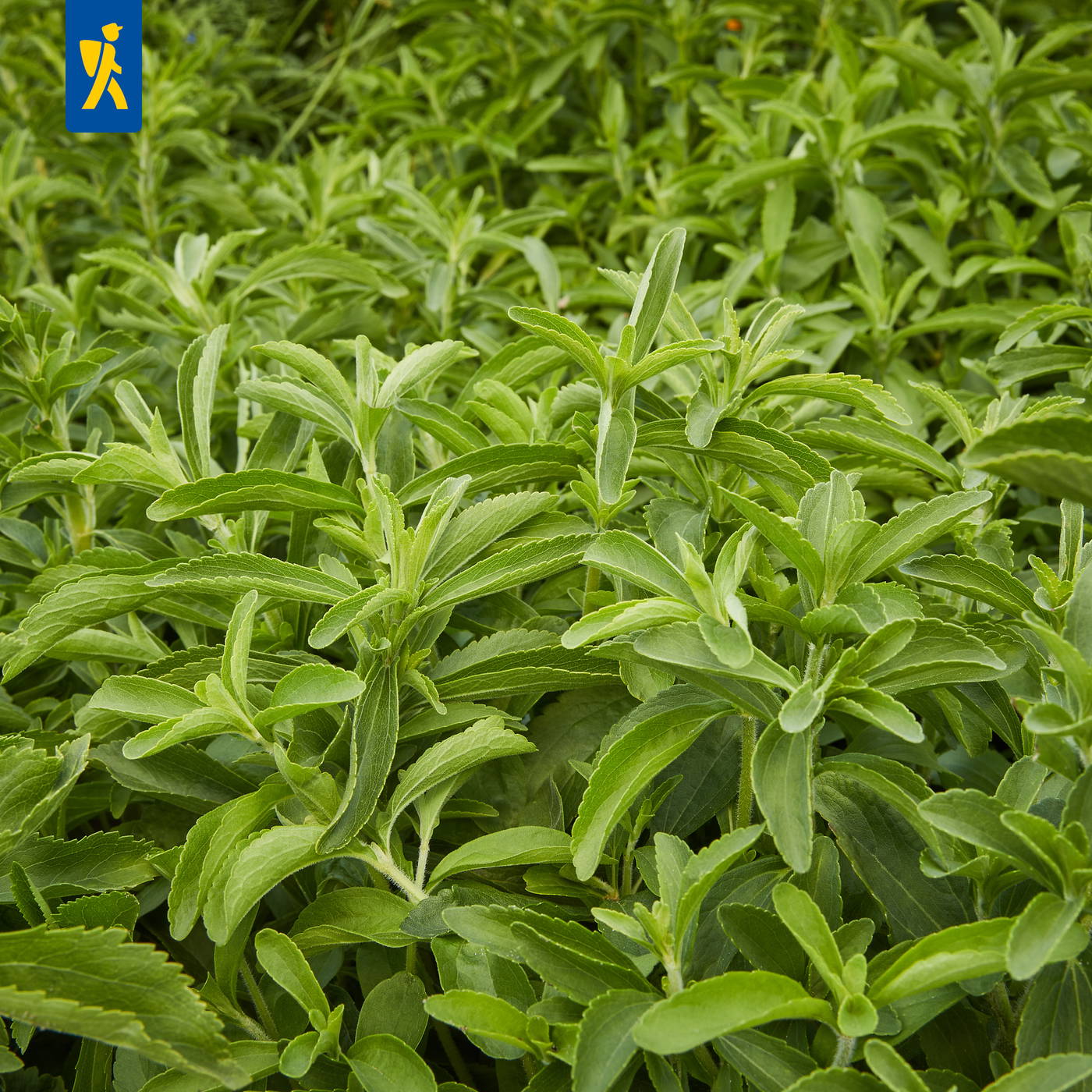 Grüner Salbei mit gestreiften, gezackten Blättern im Garten.