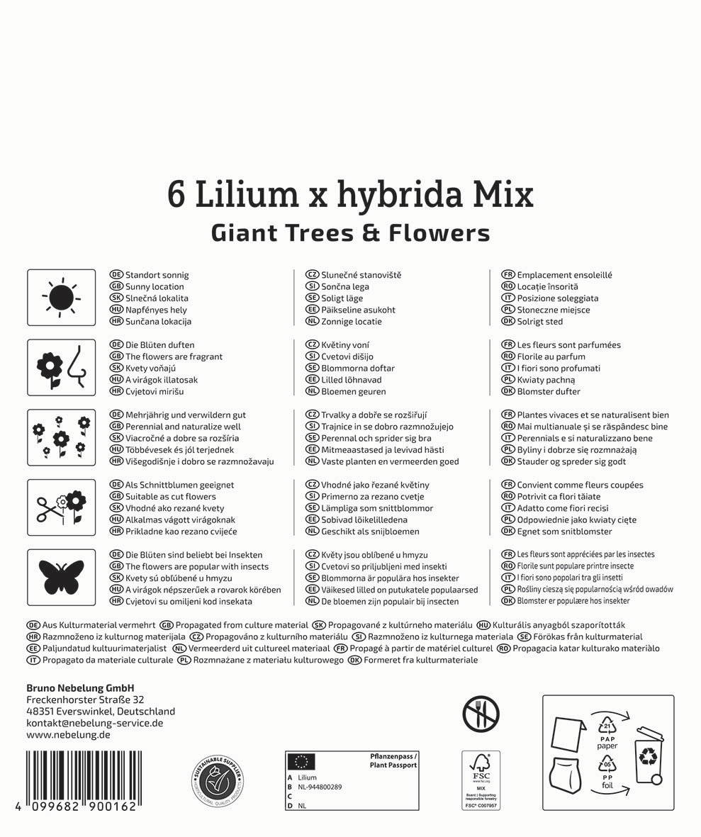 Beutel mit 6 Lilium x hybrida Pflanzen, Karton, Verpackung, Etikett, Text.