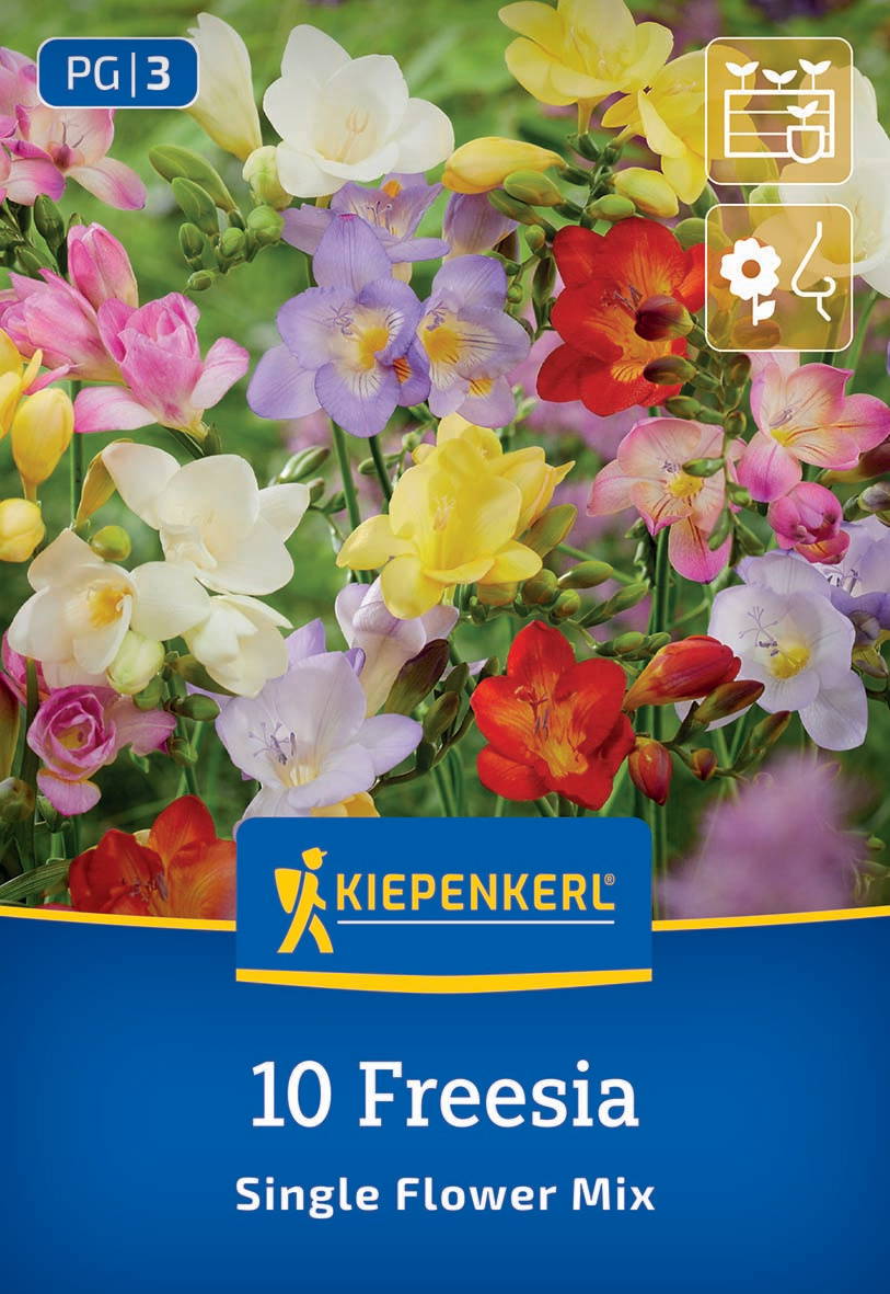 Bunte Freesien in verschiedenen Farben auf einem Blumenbeet.