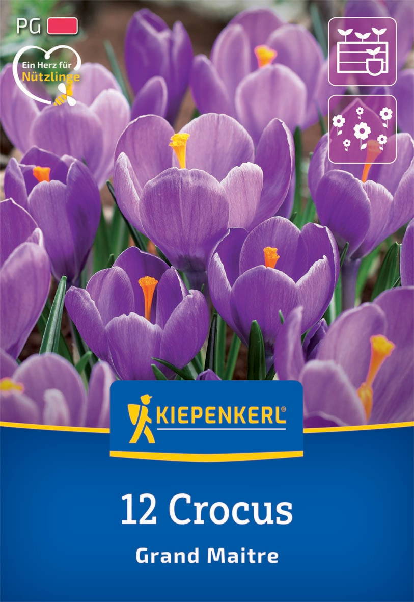 Violette Krokusse mit gelben Staubblättern, im Vordergrund, im Beet.