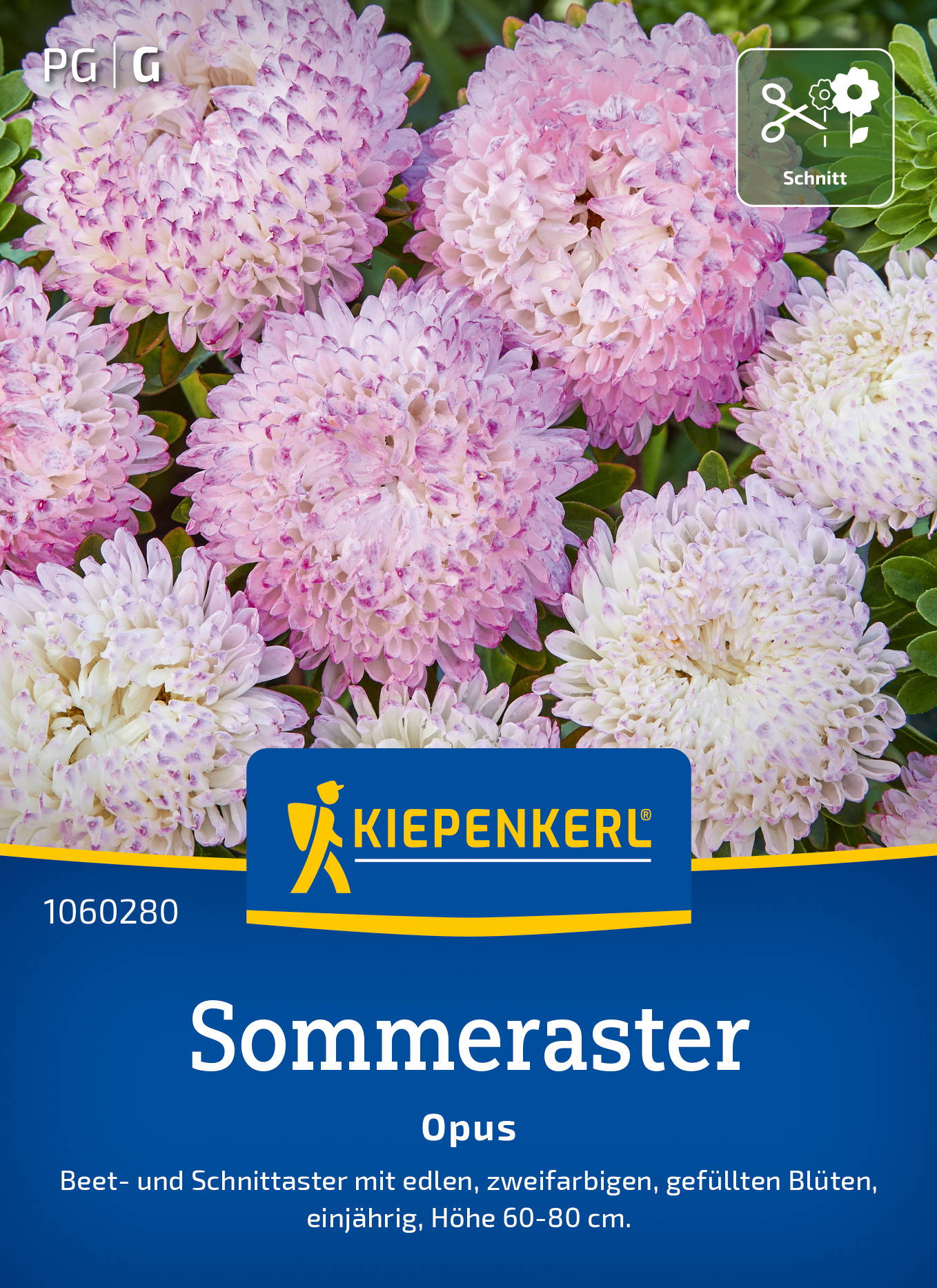 Bunte pink und weiße Blüten des Sommeraster Opus auf grünen Blättern.