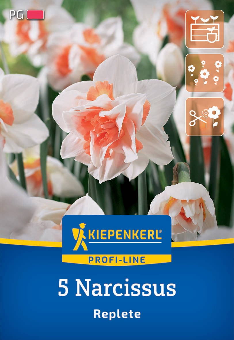 Weiß- und peachfarbene Narzissuspflanzen mit mehreren Blüten in einem Garten.