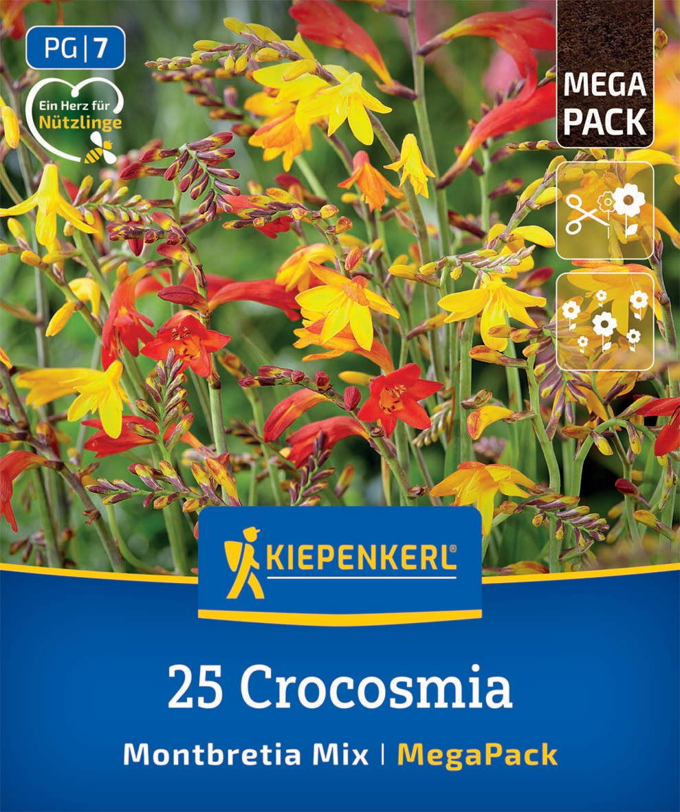 Bunt blühende Crocosmia-Pflanzen in rot, orange und gelb mit grünen Blättern im Hintergrund.