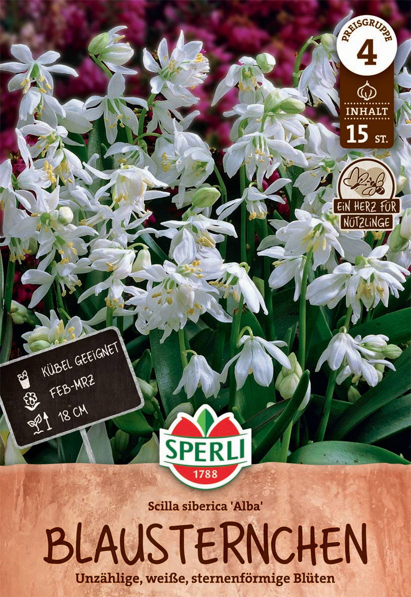 Weiß blühende winterharte Pflanzen mit Sternenform, für Balkonkasten, Februar bis März, 18 cm hoch.