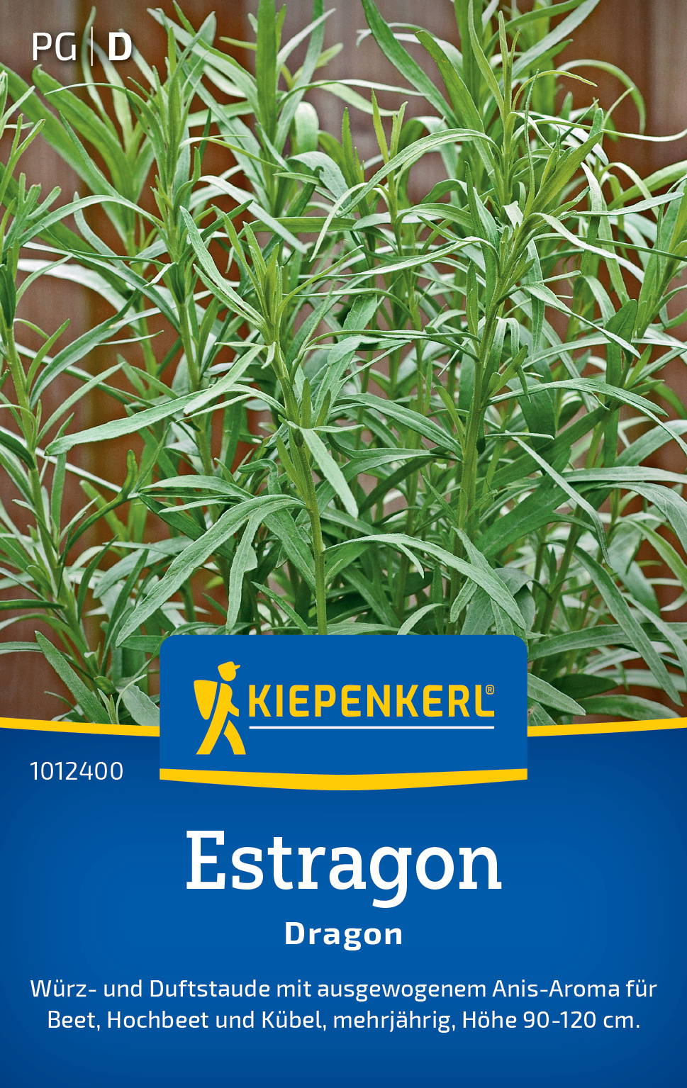 Kiepenkerl Estragon Pflanze mit grünen, länglichen Blättern, büschelig wachsend.