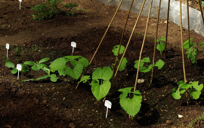 Pflanzen im Garten mit Sortenschildern, umgeben von Erde und Stäben zur Unterstützung.