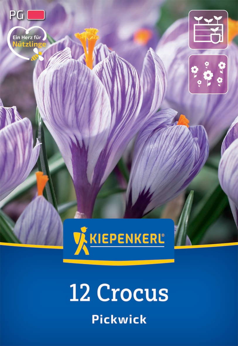 Lila-weiße Crocus-Blumen mit orangefarbenem Staubblatt im Zentrum, Verpackung für Saatgut mit Blühpflanzen.